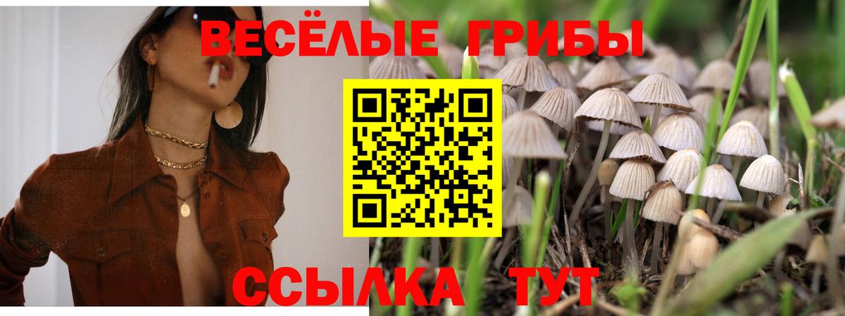 где купить   Галлюциногенные грибы Psilocybe  Вход с VPN  Новокузнецк 